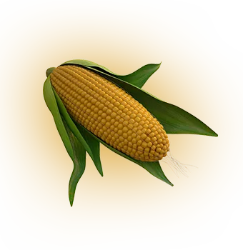 Finorex