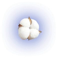 Finorex